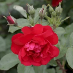 Rynket Rose 'Hansaland'® Rosa Rugosa 'Hansaland'® A-Kvalitet,- Barrods Roser Min. 3 Grene -Tilbud Lys Haven Butik p410 53582 rosa rugosa hansaland 7884