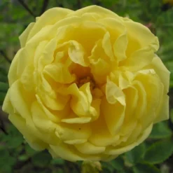 Buskrose 'Harrisons Yellow' Rosa Foetida 'Harrisons Yellow' A-Kvalitet,- Barrods Roser Min. 3 Grene