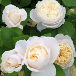'Helena™ Renaissance'® Rosa X 'Helena™ Renaissance'® (Renaissancerose) A-Kvalitet,- Barrods Roser Min. 3 Grene