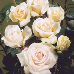 'Helena™ Renaissance'® Rosa X 'Helena™ Renaissance'® (Renaissancerose) A-Kvalitet,- Barrods Roser Min. 3 Grene -Tilbud Lys Haven Butik p413 52142 rosa x helena renaissance renaissancerose 37fb