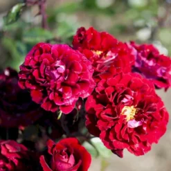 'Isabel™ Renaissance'® Rosa X 'Isabel™ Renaissance'® (Renaissancerose) A-Kvalitet,- Barrods Roser Min. 3 Grene