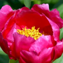 Silkepæon 'Scarlet O'Hara' Paeonia Lactiflora 'Scarlet O'Hara' 3,0 Liter Potte