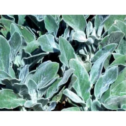 Storbladet Lammeøre 'Big Ears' Stachys Byzantina 'Big Ears' 1 Liter Potte