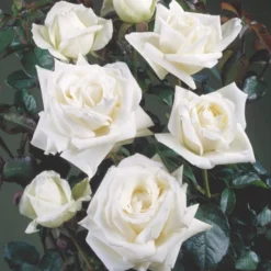 'Lina™ Renaissance'® Rosa X 'Lina™ Renaissance'® (Renaissancerose) A-Kvalitet,- Barrods Roser Min. 3 Grene -Tilbud Lys Haven Butik p419 52165 rosa x lina renaissance renaissancerose 91eb