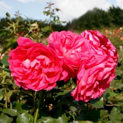 'Maria™ Renaissance'® Rosa X 'Maria™ Renaissance'® (Renaissancerose) A-Kvalitet,- Barrods Roser Min. 3 Grene