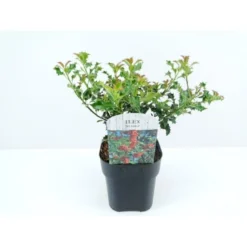 Almindelig Kristtorn 'Alaska' Ilex Aquifolium 'Alaska' Potte 2,0 Liter,- 25-30 Cm. -Tilbud Lys Haven Butik p4291 33927 ilex aquifolium alaska eeaa