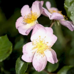 'Smarty' Rosa X 'Smarty' (Bunddækkerose) A-Kvalitet,- Barrods Roser Min. 3 Grene