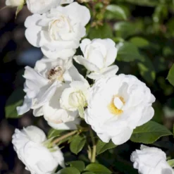 'Weisse Wolke'® Rosa X 'Weisse Wolke'® (Buketrose) A-Kvalitet,- Barrods Roser Min. 3 Grene