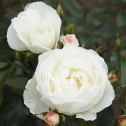 'Weisse Wolke'® Rosa X 'Weisse Wolke'® (Buketrose) A-Kvalitet,- Barrods Roser Min. 3 Grene -Tilbud Lys Haven Butik p438 53673 rosa x weisse wolke buketrose 05e6