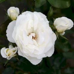 'Weisse Wolke'® Rosa X 'Weisse Wolke'® (Buketrose) A-Kvalitet,- Barrods Roser Min. 3 Grene -Tilbud Lys Haven Butik p438 53675 rosa x weisse wolke buketrose cdec