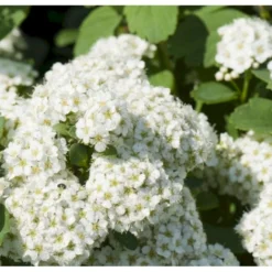 Birkebladet Spiræa 'Thor' Spiraea Betulifolia 'Thor' Potte 2,0 Liter,- 25-30 Cm. -Tilbud Lys Haven Butik p4422 36735 spiraea betulifolia tor ba87
