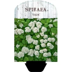 Birkebladet Spiræa 'Thor' Spiraea Betulifolia 'Thor' Potte 2,0 Liter,- 25-30 Cm.