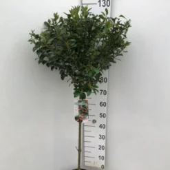 Kristtorn 'Blue Maid' Ilex Meserveae 'Blue Maid' Opstammet 90 Cm. 10 Liter Potte