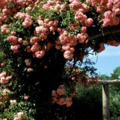 'Dorothy Perkins' Rosa Wichuraiana 'Dorothy Perkins' (Slyngrose) A-Kvalitet,- Barrods Roser Min. 3 Grene