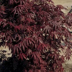 Japansk Ahorn 'Trompenburg' Acer Palmatum 'Trompenburg' Potte 10 Liter,- 60-80 Cm. -Tilbud Lys Haven Butik p4650 3442 acer palmatum trompenburg 4a4a