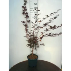 Japansk Ahorn 'Trompenburg' Acer Palmatum 'Trompenburg' Potte 10 Liter,- 60-80 Cm.