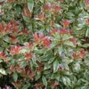 Pieris 'Little Heath' Pieris Japonica 'Little Heath' 2 Liter Potte