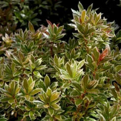 Pieris 'Little Heath' Pieris Japonica 'Little Heath' 2 Liter Potte -Tilbud Lys Haven Butik p4695 50824 pieris japonica little heath 5157