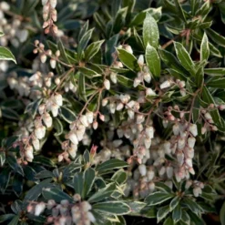 Pieris 'Little Heath' Pieris Japonica 'Little Heath' 2 Liter Potte -Tilbud Lys Haven Butik p4695 50825 pieris japonica little heath 73aa