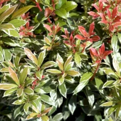 Pieris 'Little Heath' Pieris Japonica 'Little Heath' 2 Liter Potte -Tilbud Lys Haven Butik p4695 50826 pieris japonica little heath 125b