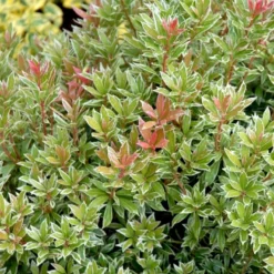 Pieris 'Little Heath' Pieris Japonica 'Little Heath' 2 Liter Potte -Tilbud Lys Haven Butik p4695 50827 pieris japonica little heath 1e15