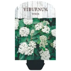 Vinter-snebolle Viburnum Tinus Potte 2,0 Liter,- 25-30 Cm. -Tilbud Lys Haven Butik p4699 38471 image 3fff