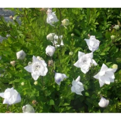 Ballonklokke 'Hakone White' Platycodon Grandiflorus 'Hakone White' 10 Cm. Potte
