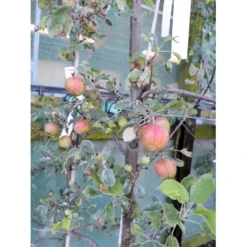 Æble 'Rød Aroma' Malus X 'Rød Aroma' 4-8 Grene. 120-160 Cm. Potte, (M7)