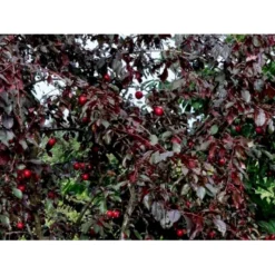 Storfrugtet Blodblomme 'Trailblazer' Prunus Cerasifera 'Trailblazer' Solitær Busk 150-200 Cm. - Med Klump -Tilbud Lys Haven Butik p4826 36711 prunus cerasifera trailblazer 1edf