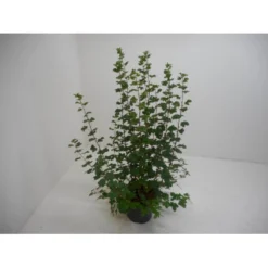 Blodribs 'King Edward VII' Ribes Sanguineum 'King Edward Vii' Potte 12 Liter,- 100-125 Cm.