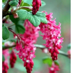 Blodribs 'King Edward VII' Ribes Sanguineum 'King Edward Vii' Potte 12 Liter,- 100-125 Cm. 6 Blodribs 'King Edward VII' Ribes Sanguineum 'King Edward Vii' Potte 12 Liter,- 100-125 Cm. -Tilbud Lys Haven Butik p4829 37465 ribes sanguineum king edward vii d5fb