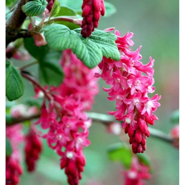 Blodribs 'King Edward VII' Ribes Sanguineum 'King Edward Vii' Potte 12 Liter,- 100-125 Cm. 3 Blodribs 'King Edward VII' Ribes Sanguineum 'King Edward Vii' Potte 12 Liter,- 100-125 Cm. - Billede 3