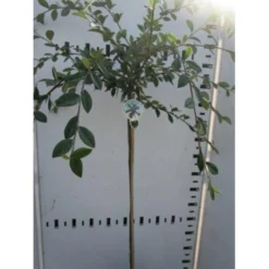 Cotoneaster Cotoneaster Lacteus Opstammet 120 Cm. 7,5 Liter Potte