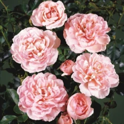 'Elysée'™ Rosa X 'Elysée'™ (Slotsrose) A-Kvalitet,- Barrods Roser Min. 3 Grene -Tilbud Lys Haven Butik p4855 51783 rosa x elysee slotsrose 37da