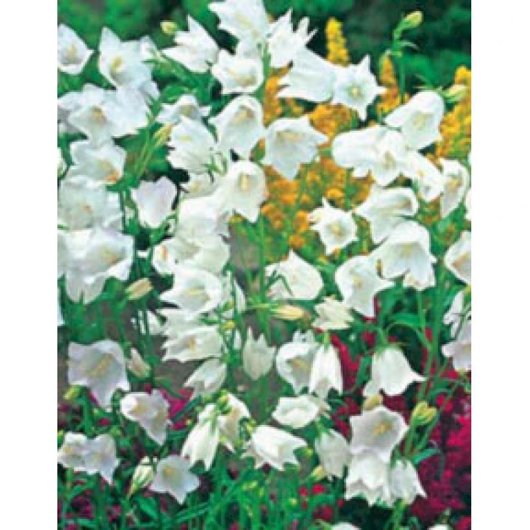 Smalbladet Klokke 'Alba' Campanula Persicifolia 'Alba' 1 Liter Potte 1 Smalbladet Klokke 'Alba' Campanula Persicifolia 'Alba' 1 Liter Potte