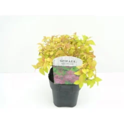 Spiræa 'Goldflame' Spiraea Japonica 'Goldflame' Potte 2,0 Liter,- 25-30 Cm.