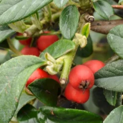 Dværgmispel 'Repens' Cotoneaster Salicifolius 'Repens' Potte 2 Liter.