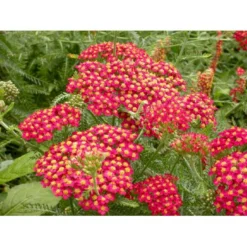 Røllike 'Paprika' Achillea Millefolium 'Paprika' 1 Liter Potte
