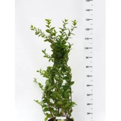 Busk-kaprifolie Lonicera Fragrantissima Potte 10 Liter,- 60-80 Cm.