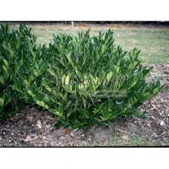 Kirsebærlaurbær 'Otto Luyken' Prunus Laurocerasus 'Otto Luyken' Opstammet 150 Cm. 10 Liter Potte,- 2 års Krone -Tilbud Lys Haven Butik p4927 3651 prunus laurocerasus otto luyken 01ea