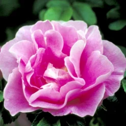 Rynket Rose 'Jens Munk' Rosa Rugosa 'Jens Munk' A-Kvalitet,- Barrods Roser Min. 3 Grene -Tilbud Lys Haven Butik p4939 52274 rosa rugosa jens munk 13ac