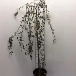 Rødbladet Paradisæble Malus Hybrid 'Royal Beauty' Opstammet 90 Cm. 7,5 Liter Potte