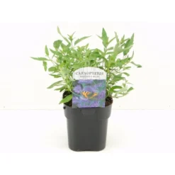 Blåskæg 'Heavenly Blue' Caryopteris Clandonensis 'Heavenly Blue' Potte 2,0 Liter,- 30-40 Cm.