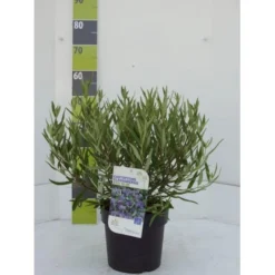 Blåskæg 'Kew Blue' Caryopteris Clandonensis 'Kew Blue' Potte 4,0 Liter,- 30-40 Cm.