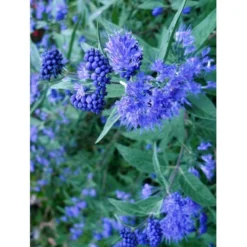 Blåskæg 'Kew Blue' Caryopteris Clandonensis 'Kew Blue' Potte 4,0 Liter,- 30-40 Cm. -Tilbud Lys Haven Butik p504 7758 caryopteris clandonensis kew blue c925