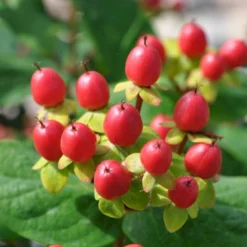 Perikon 'Miracle Attraction' Hypericum Inodorum 'Miracle Attraction' 3,5 Liter Potte -Tilbud Lys Haven Butik p5123 47369 hypericum inodorum miracle attraction 92c4