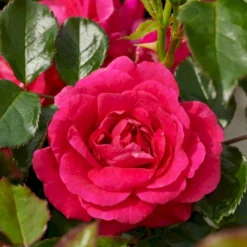 'Avila'™ Rosa X 'Avila'™ (Slotsrose) A-Kvalitet,- Barrods Roser Min. 3 Grene