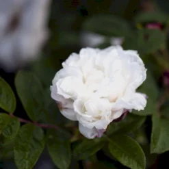 Rynket Rose 'Louise Bugnet' Rosa Rugosa 'Louise Bugnet' A-Kvalitet,- Barrods Roser Min. 3 Grene -Tilbud Lys Haven Butik p5234 52276 rosa rugosa louise bugnet 514f