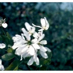 Rundbladet Bærmispel Amelanchier Rotundifolia Potte 7,5 Liter 125-150 Cm. -Tilbud Lys Haven Butik p5246 41336 amelanchier rotundifolia 74f6