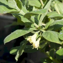 Majbær/Honningbær Lonicera Kamtschatica Potte 2,0 Liter,- Opbundet